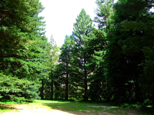 belair-national-park-sequoias