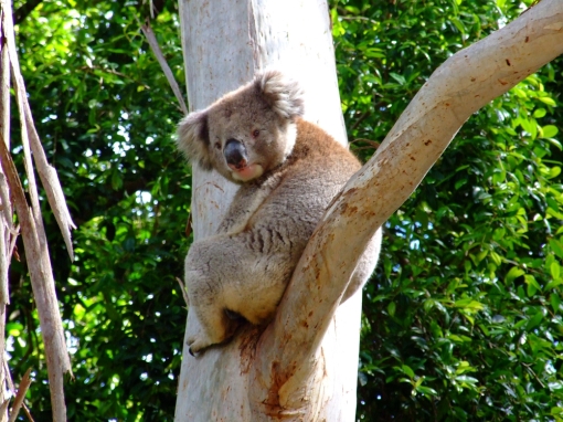 koala-belair-national-park-02
